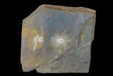 Fossil Winged Walnut Fruit & Reproductive Structure - North Dakota #145351-1